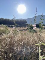 Hierapolis, ein weiterer Juwel der Pamukkale Gegend